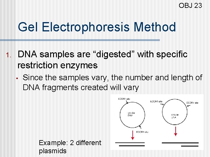 OBJ 23 Gel Electrophoresis Method 1. DNA samples are “digested” with specific restriction enzymes