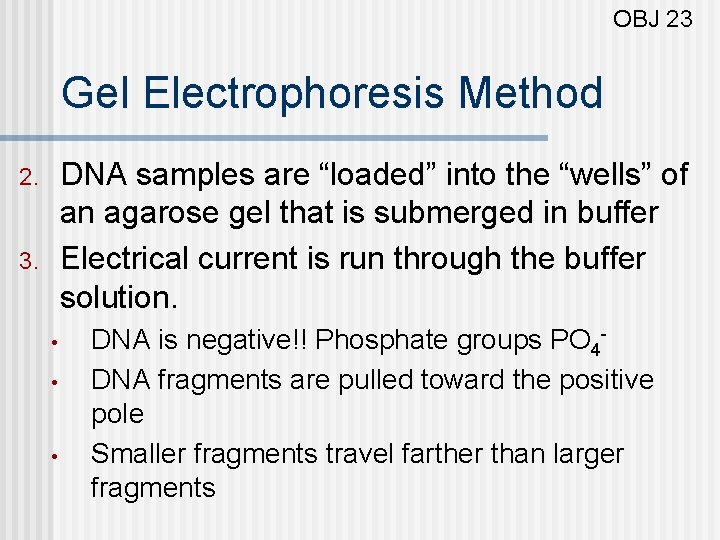 OBJ 23 Gel Electrophoresis Method DNA samples are “loaded” into the “wells” of an