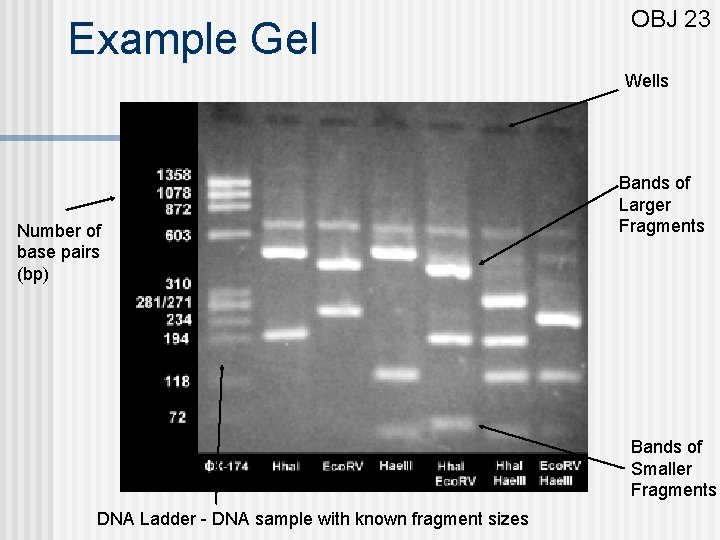 Example Gel OBJ 23 Wells Number of base pairs (bp) Bands of Larger Fragments