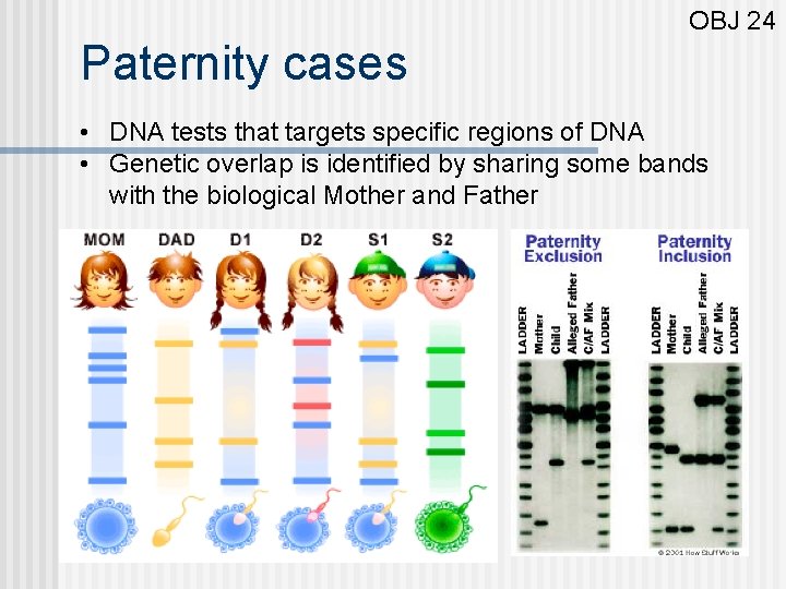 OBJ 24 Paternity cases • DNA tests that targets specific regions of DNA •