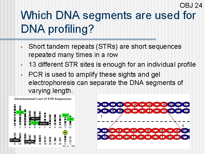 OBJ 24 Which DNA segments are used for DNA profiling? • • • Short