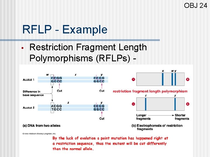 OBJ 24 RFLP - Example • Restriction Fragment Length Polymorphisms (RFLPs) - 