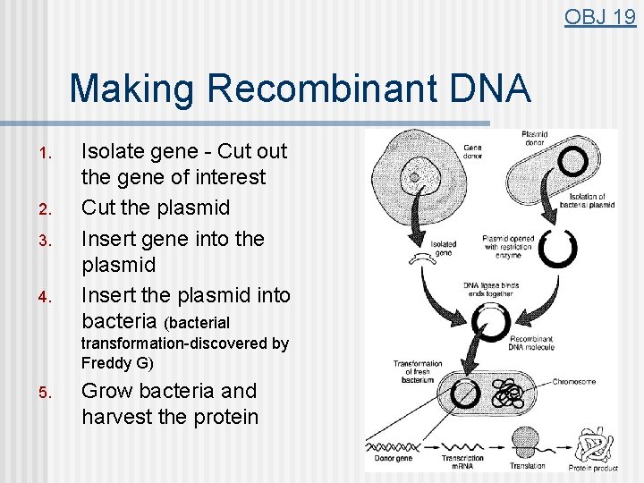 OBJ 19 Making Recombinant DNA 1. 2. 3. 4. Isolate gene - Cut out