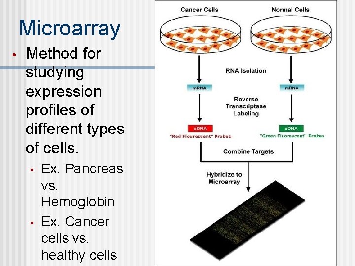 Microarray • Method for studying expression profiles of different types of cells. • •