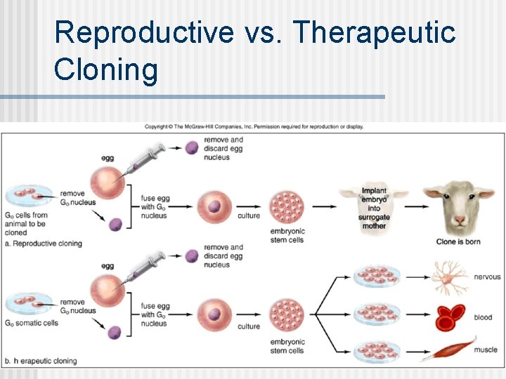 Reproductive vs. Therapeutic Cloning 