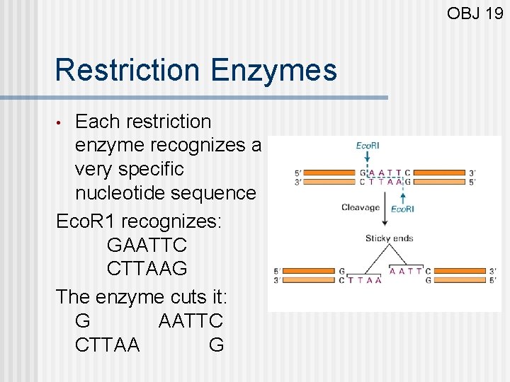 OBJ 19 Restriction Enzymes Each restriction enzyme recognizes a very specific nucleotide sequence Eco.
