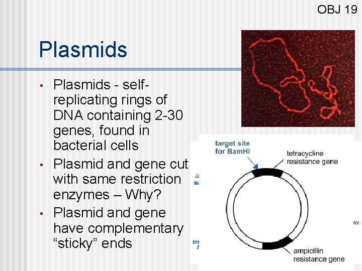 OBJ 19 Plasmids • • • Plasmids - selfreplicating rings of DNA containing 2