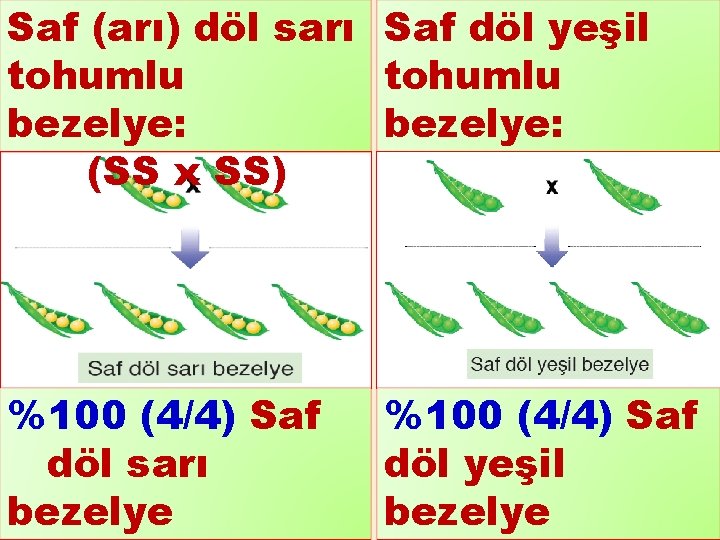 Saf (arı) döl sarı Saf döl yeşil tohumlu bezelye: (SS x SS) (ss x