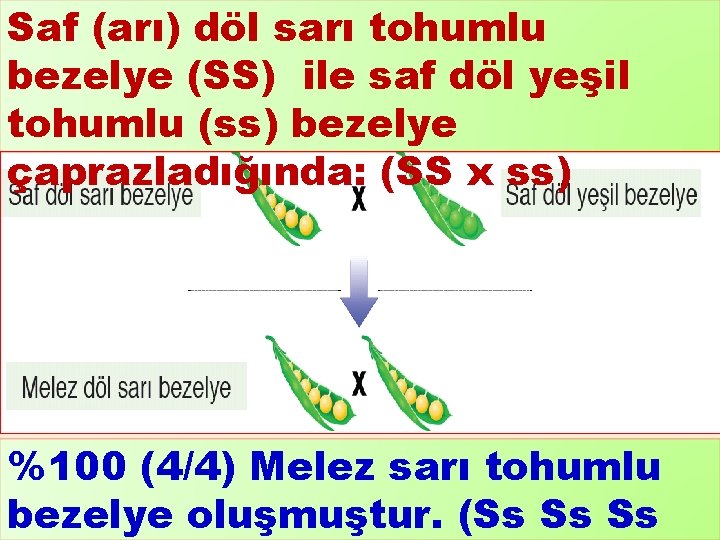 Saf (arı) döl sarı tohumlu bezelye (SS) ile saf döl yeşil tohumlu (ss) bezelye