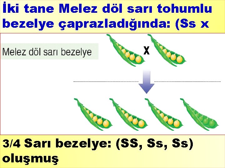 İki tane Melez döl sarı tohumlu bezelye çaprazladığında: (Ss x Ss) 3/4 Sarı bezelye: