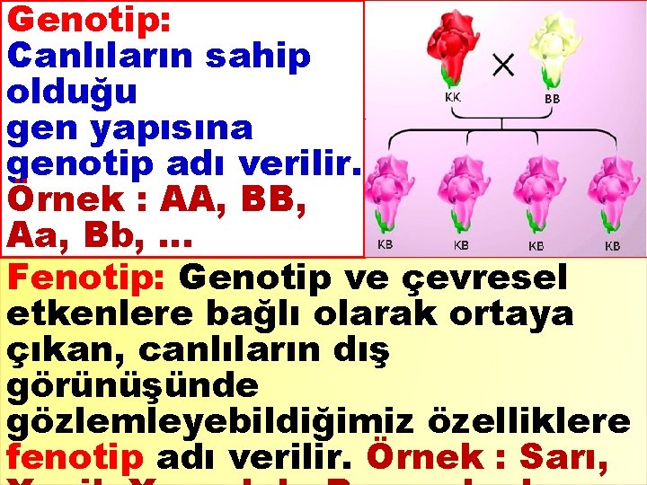 Genotip: Canlıların sahip olduğu gen yapısına genotip adı verilir. Örnek : AA, BB, Aa,