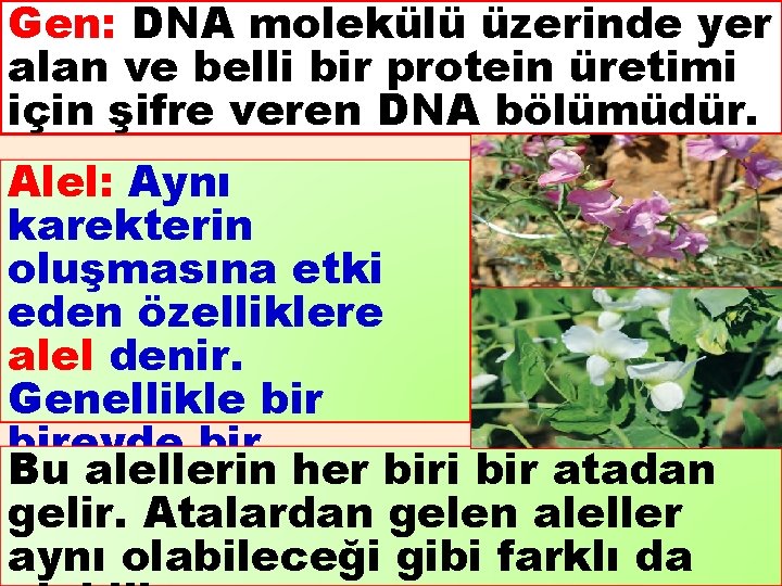 Gen: DNA molekülü üzerinde yer alan ve belli bir protein üretimi için şifre veren