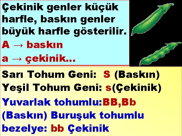 Çekinik genler küçük harfle, baskın genler büyük harfle gösterilir. A → baskın a →