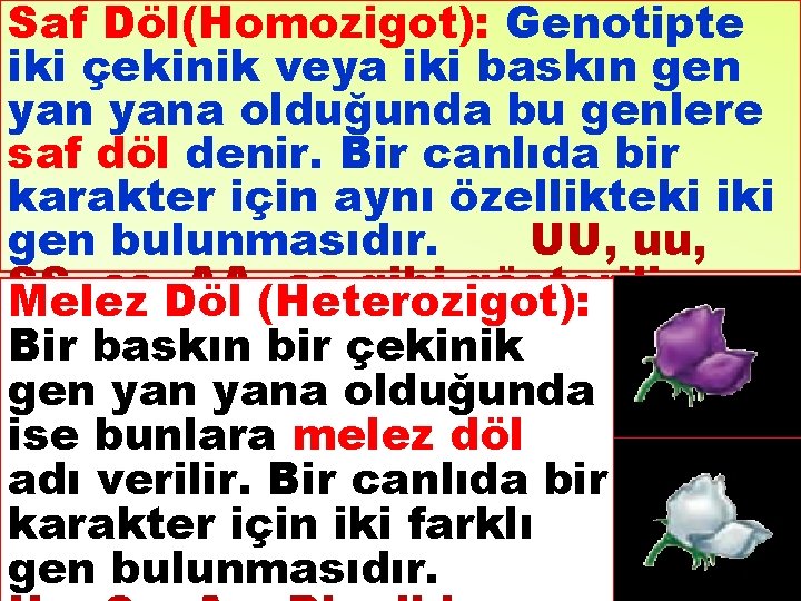 Saf Döl(Homozigot): Genotipte iki çekinik veya iki baskın gen yana olduğunda bu genlere saf