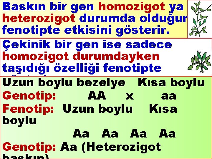 Baskın bir gen homozigot ya da heterozigot durumda olduğunda fenotipte etkisini gösterir. Çekinik bir