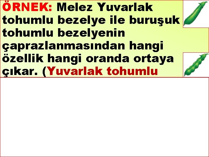 ÖRNEK: Melez Yuvarlak tohumlu bezelye ile buruşuk tohumlu bezelyenin çaprazlanmasından hangi özellik hangi oranda