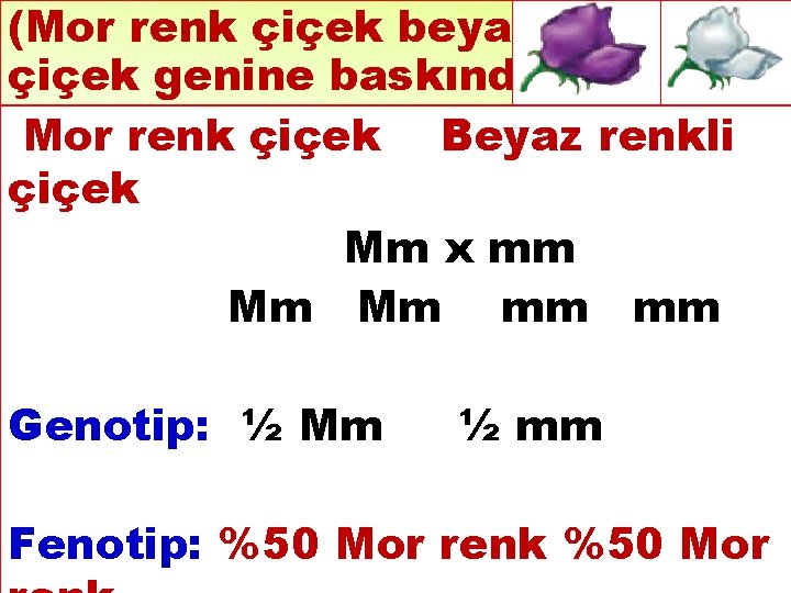 (Mor renk çiçek beyaz çiçek genine baskındır. ) Mor renk çiçek Beyaz renkli çiçek