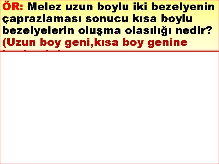 ÖR: Melez uzun boylu iki bezelyenin çaprazlaması sonucu kısa boylu bezelyelerin oluşma olasılığı nedir?