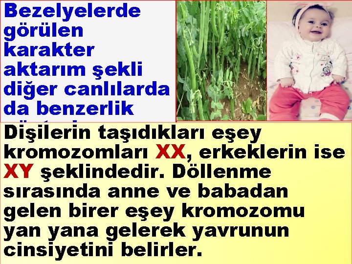 Bezelyelerde görülen karakter aktarım şekli diğer canlılarda da benzerlik gösterir. Dişilerin taşıdıkları eşey kromozomları