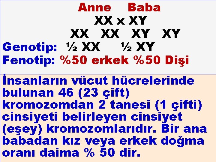 Anne Baba XX x XY XX XX XY XY Genotip: ½ XX ½ XY