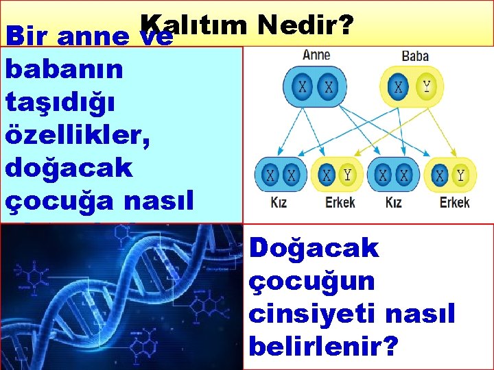 Kalıtım Nedir? Bir anne ve babanın taşıdığı özellikler, doğacak çocuğa nasıl aktarılır? Doğacak çocuğun