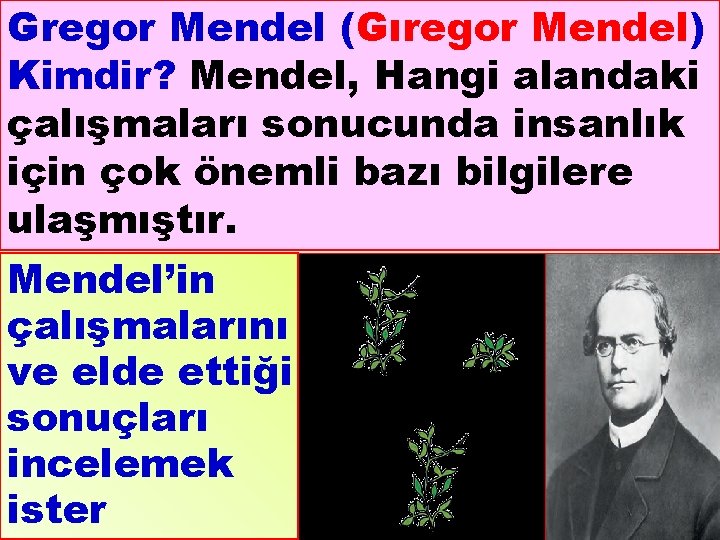 Gregor Mendel (Gıregor Mendel) Kimdir? Mendel, Hangi alandaki çalışmaları sonucunda insanlık için çok önemli