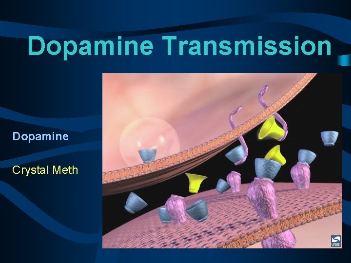 Dopamine Transmission Dopamine Crystal Meth 
