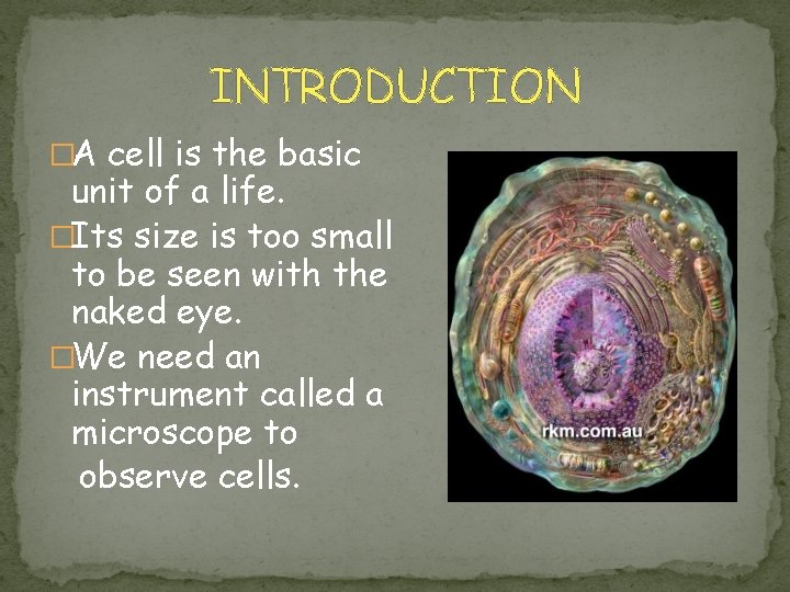INTRODUCTION �A cell is the basic unit of a life. �Its size is too
