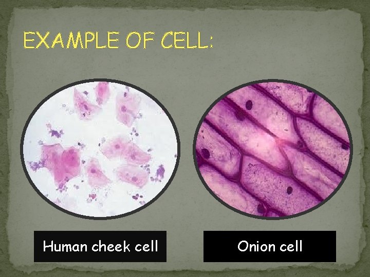 EXAMPLE OF CELL: Human cheek cell Onion cell 