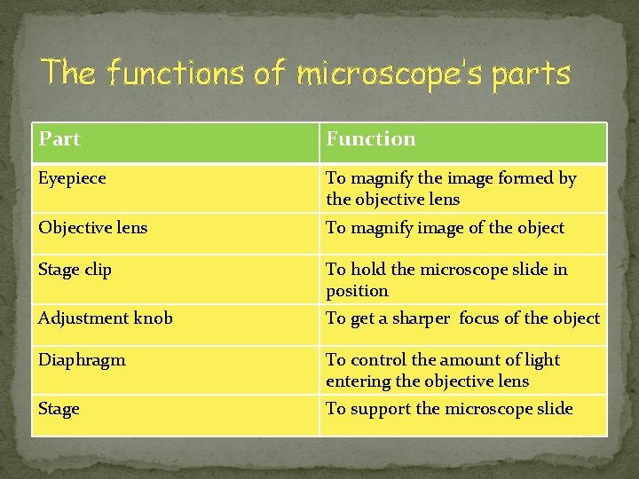 The functions of microscope’s parts Part Function Eyepiece To magnify the image formed by