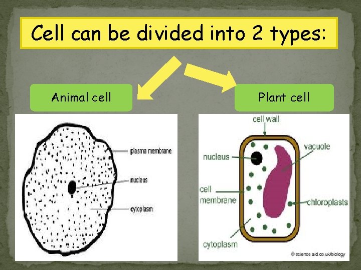 Cell can be divided into 2 types: Animal cell Plant cell 