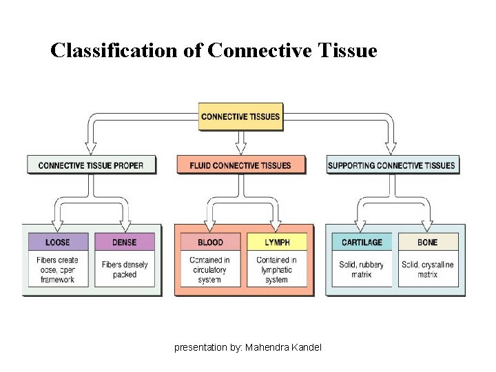 Classification of Connective Tissue presentation by: Mahendra Kandel Classification of Connective Tissue presentation by: Mahendra Kandel