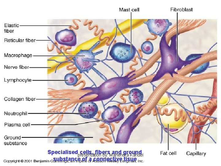 Specialisedpresentation cells, fibers and ground by: Mahendra Kandel substance of a connective tisue Specialisedpresentation cells, fibers and ground by: Mahendra Kandel substance of a connective tisue