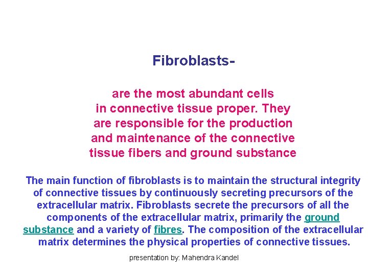 Fibroblastsare the most abundant cells in connective tissue proper. They are responsible for the Fibroblastsare the most abundant cells in connective tissue proper. They are responsible for the