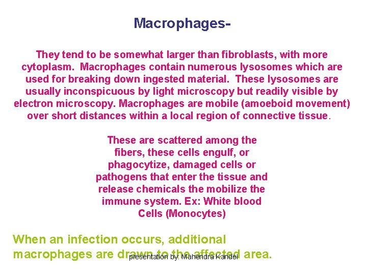 Macrophages. They tend to be somewhat larger than fibroblasts, with more cytoplasm. Macrophages contain Macrophages. They tend to be somewhat larger than fibroblasts, with more cytoplasm. Macrophages contain