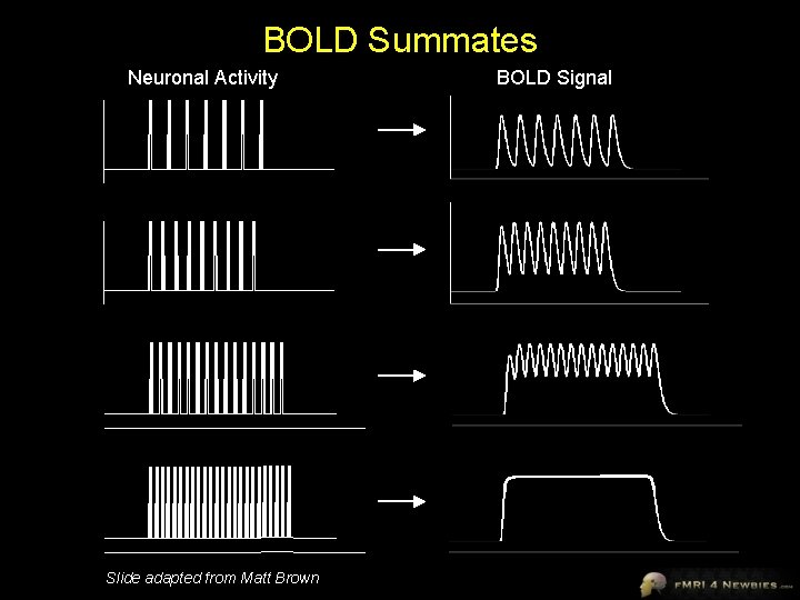 BOLD Summates Neuronal Activity Slide adapted from Matt Brown BOLD Signal 