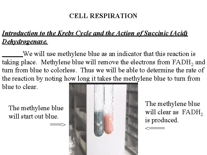 CELL RESPIRATION Introduction to the Krebs Cycle and the Action of Succinic (Acid) Dehydrogenase.
