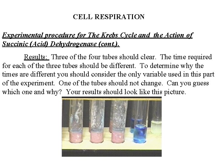 CELL RESPIRATION Experimental procedure for The Krebs Cycle and the Action of Succinic (Acid)
