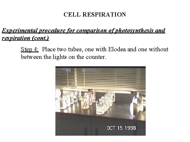 CELL RESPIRATION Experimental procedure for comparison of photosynthesis and respiration (cont. ) Step 4: