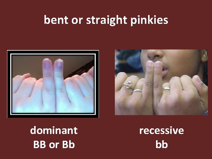 bent or straight pinkies dominant BB or Bb recessive bb 