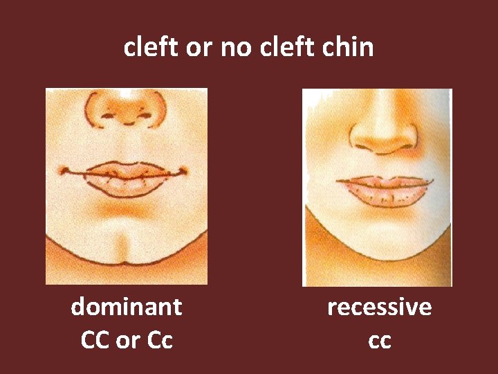 cleft or no cleft chin dominant CC or Cc recessive cc 