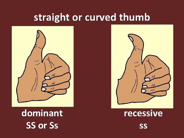 straight or curved thumb dominant SS or Ss recessive ss 