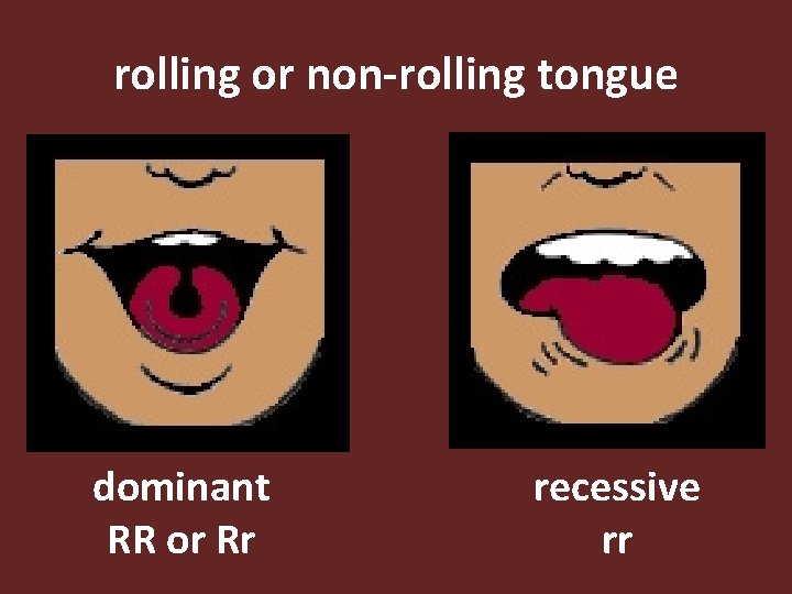 rolling or non-rolling tongue dominant RR or Rr recessive rr 