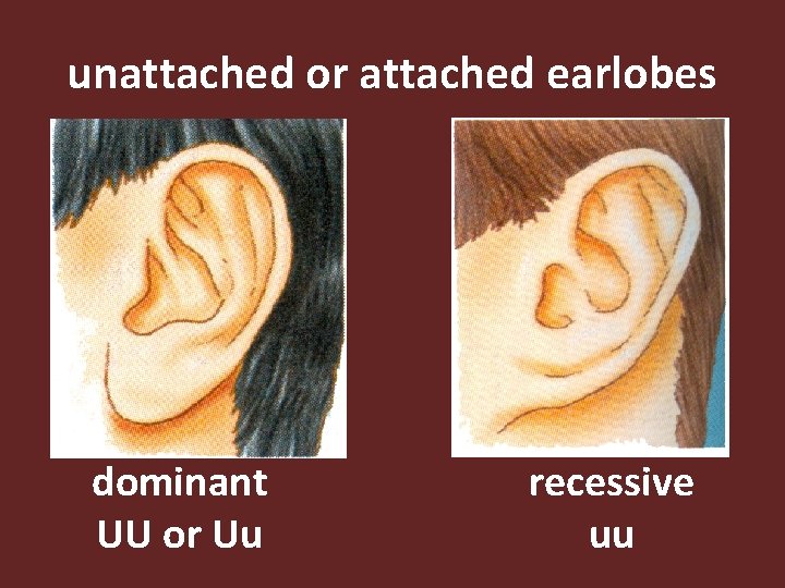 unattached or attached earlobes dominant UU or Uu recessive uu 