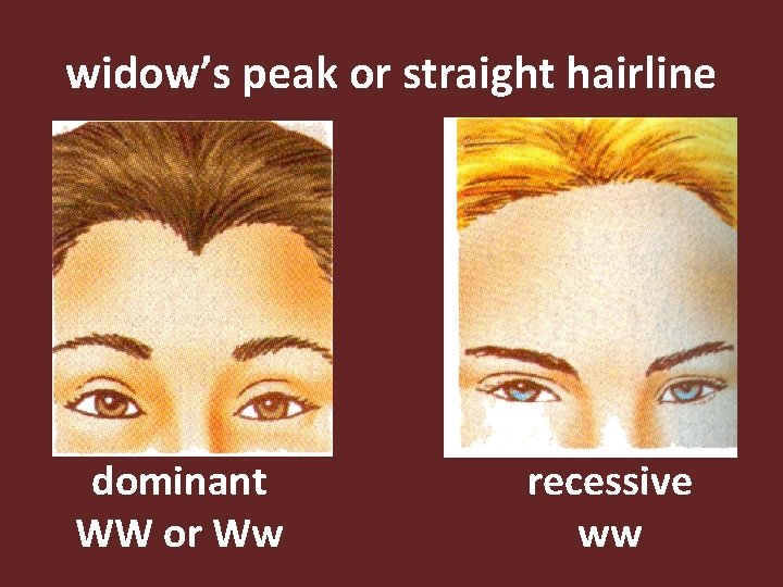 widow’s peak or straight hairline dominant WW or Ww recessive ww 