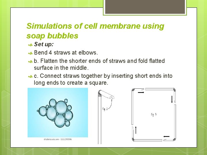 Simulations of cell membrane using soap bubbles Set up: Bend 4 straws at elbows. Simulations of cell membrane using soap bubbles Set up: Bend 4 straws at elbows.