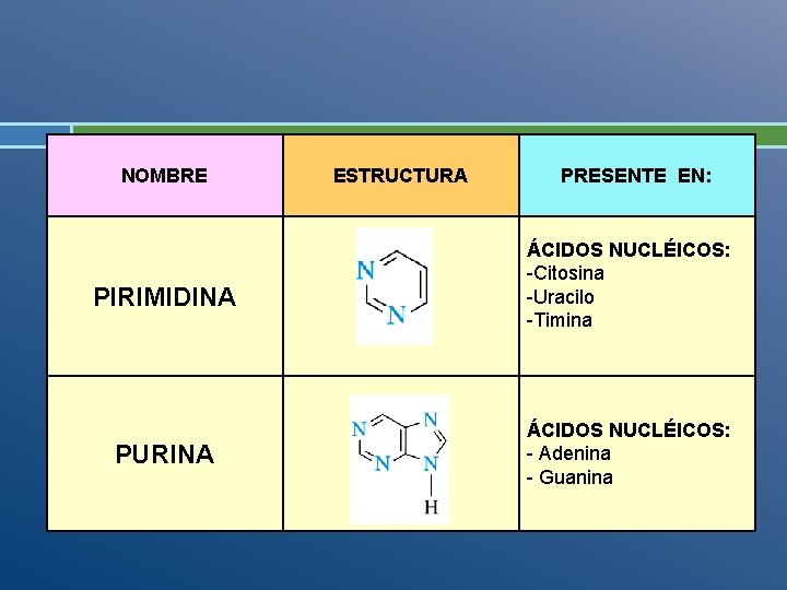 NOMBRE PIRIMIDINA PURINA ESTRUCTURA PRESENTE EN: ÁCIDOS NUCLÉICOS: -Citosina -Uracilo -Timina ÁCIDOS NUCLÉICOS: -