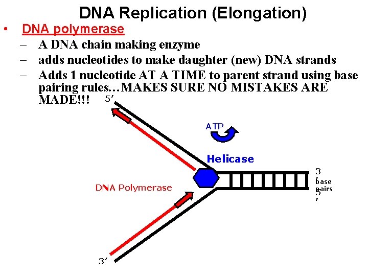 • DNA Replication (Elongation) DNA polymerase – A DNA chain making enzyme –
