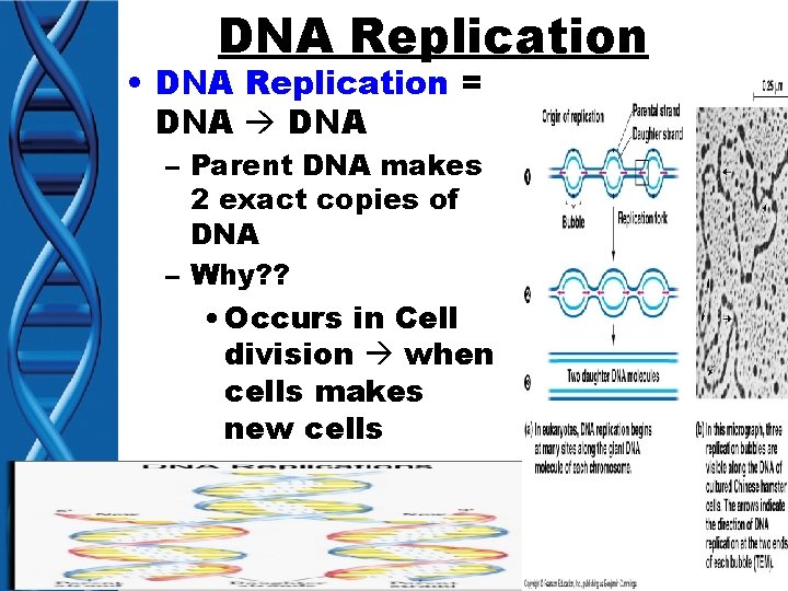 DNA Replication • DNA Replication = DNA – Parent DNA makes 2 exact copies