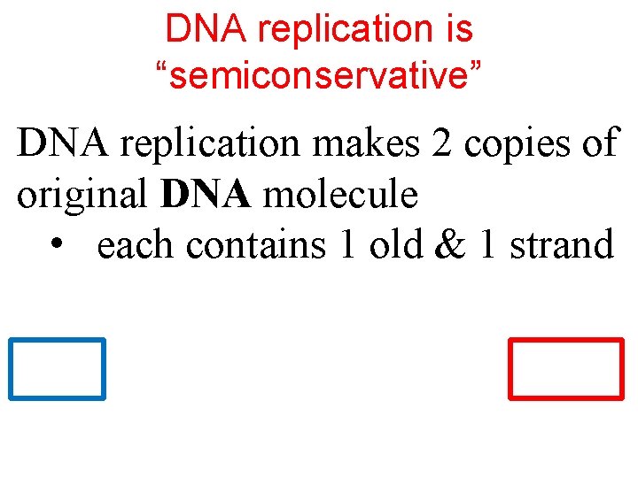 DNA replication is “semiconservative” DNA replication makes 2 copies of original DNA molecule •